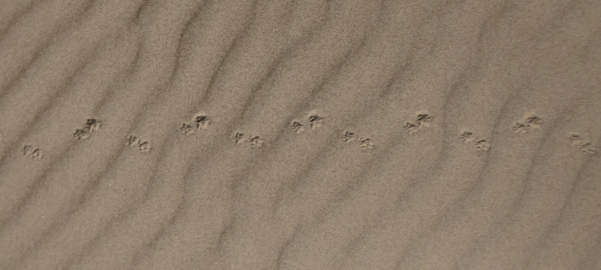 mouse track in sand